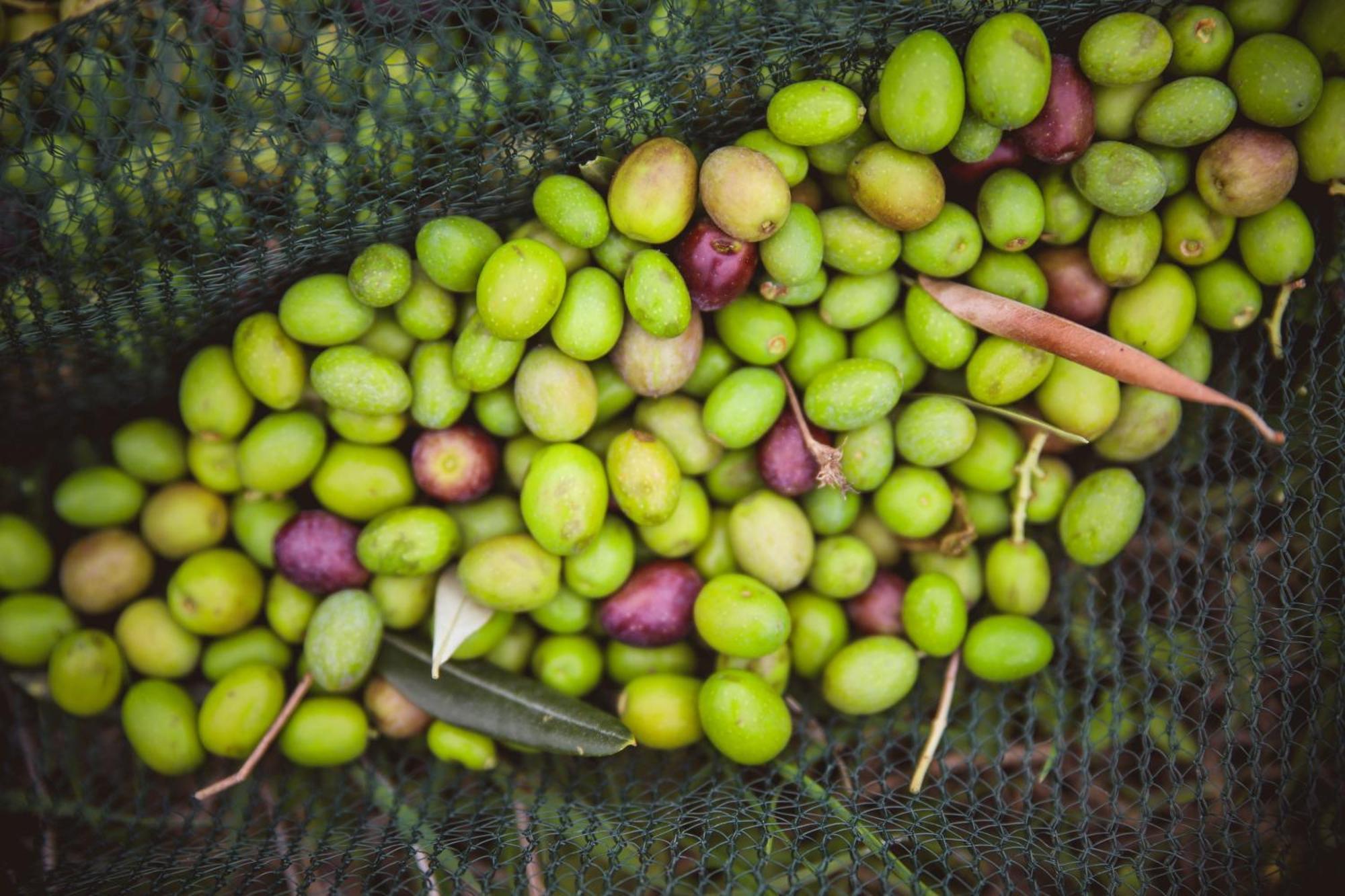 Bio Agriturismo Poggio Aione 萨杜勒尼亚 外观 照片