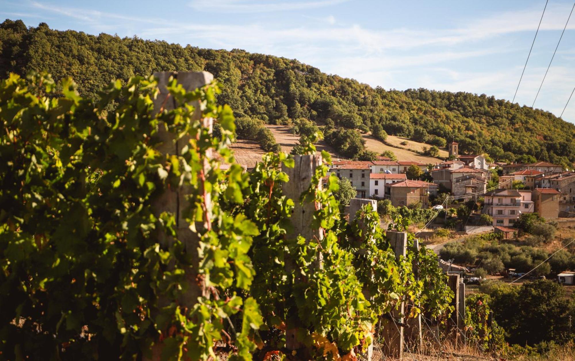 Bio Agriturismo Poggio Aione 萨杜勒尼亚 外观 照片